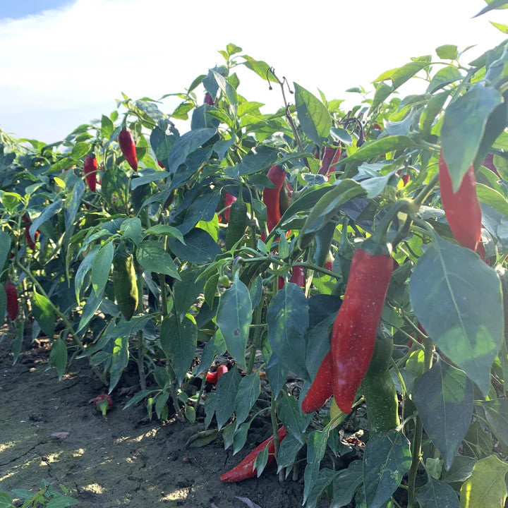 Burlap and Barrel Noble Sweet Paprika