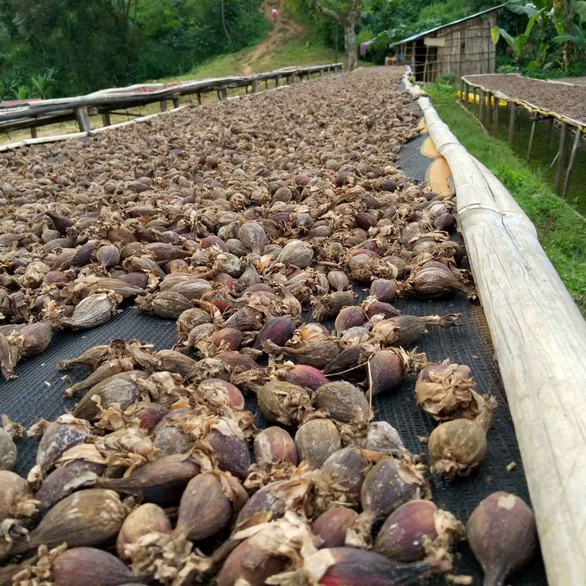 Burlap and Barrel Grains of Paradise - Ground