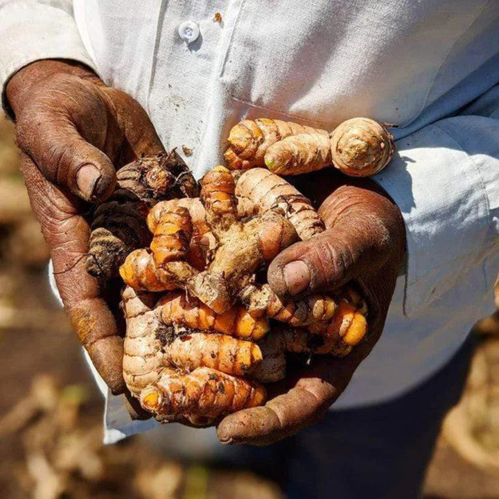 Burlap and Barrel New Harvest Tumeric
